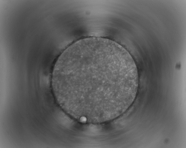 X0000100420305200807032108