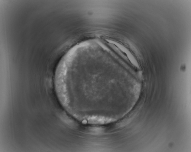 X0000100420313200807032108