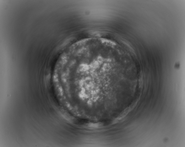 X0000100420314200807032108