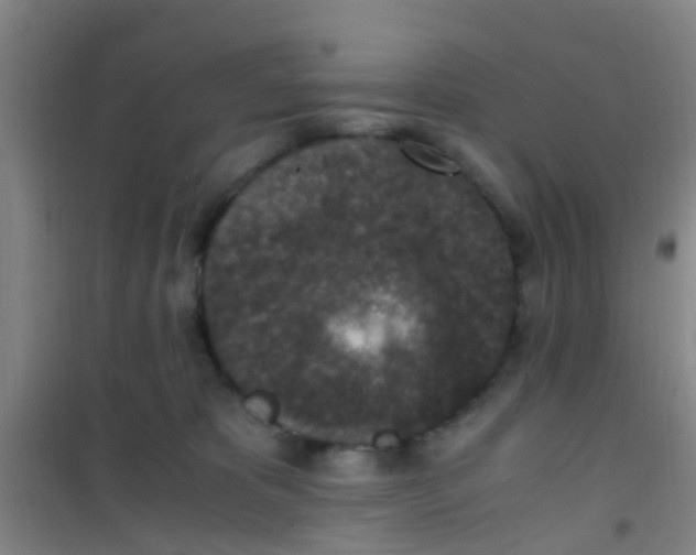 X0000100420325200807032108