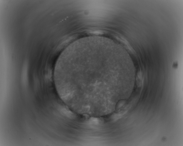 X0000100420330200807032107