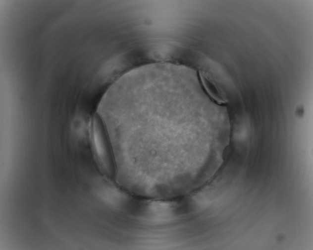 X0000100420332200807032107