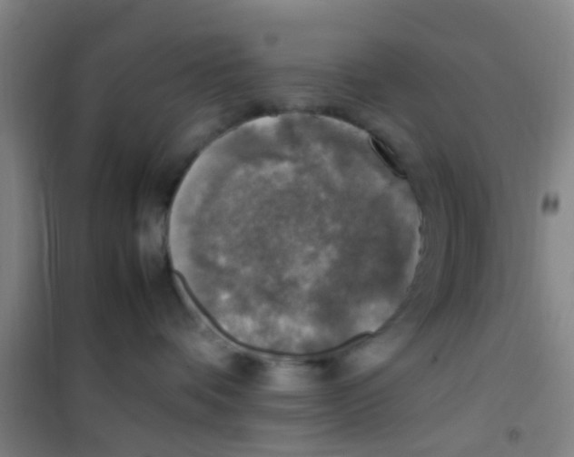 X0000100420336200807032107