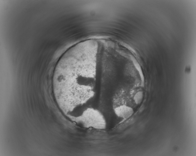 X0000100420337200807032107