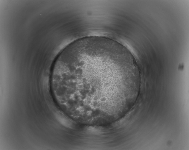 X0000100420346200807032107