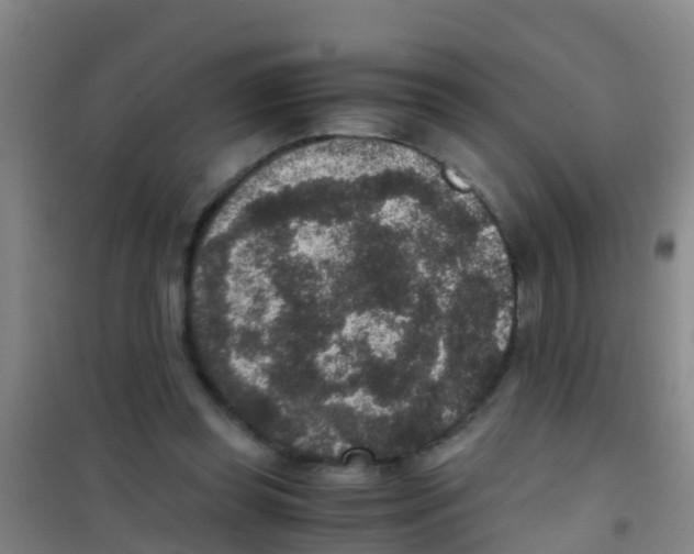 X0000100420349200807032107