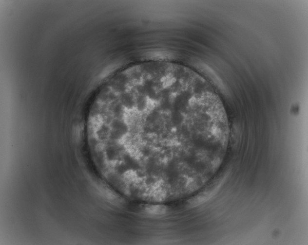 X0000100420355200807032107