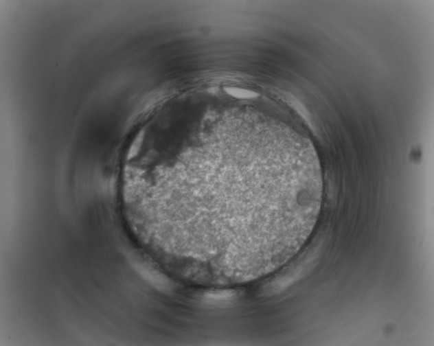 X0000100420357200807032107