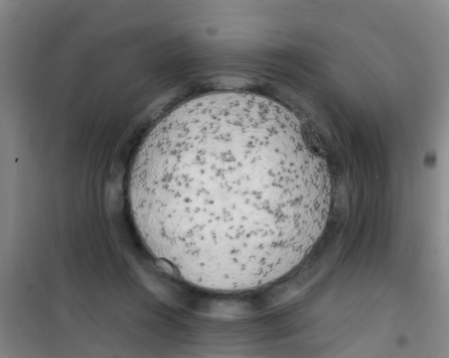 X0000100420360200807032107