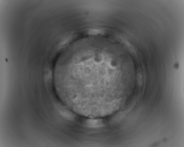 X0000100420375200807032107