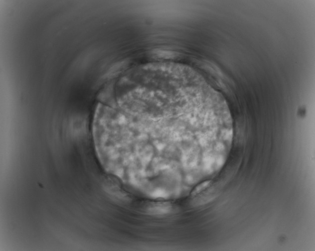 X0000100420377200807032107