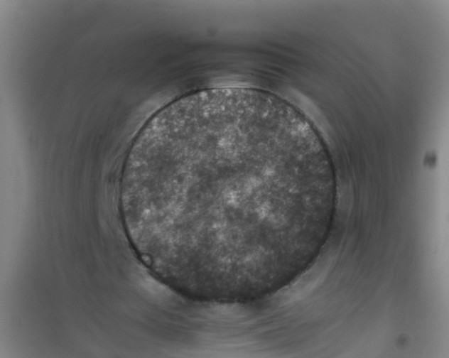 X0000100420385200807032107