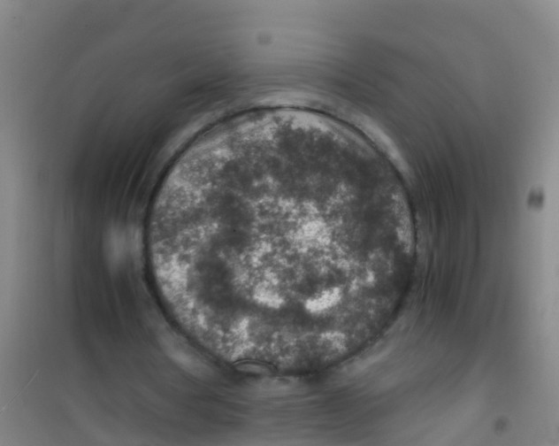 X0000100420386200807032107