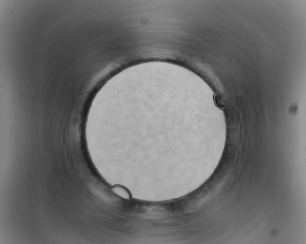 X0000100420395200807032106