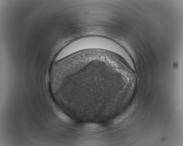 X0000100420397200807032106