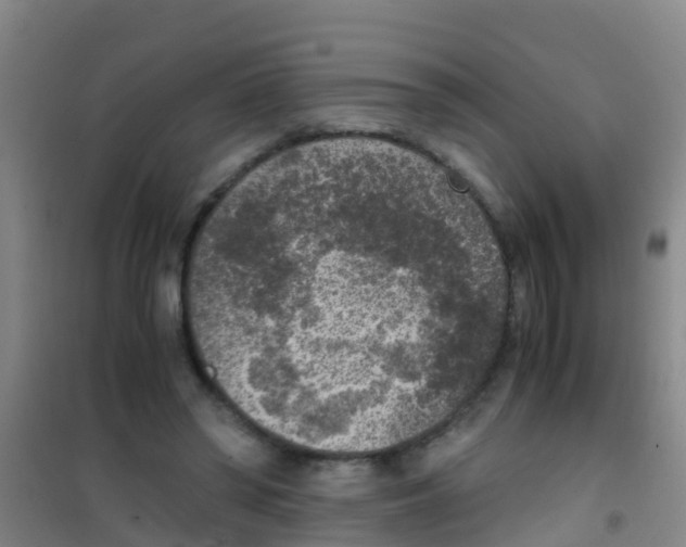 X0000100420398200807032106