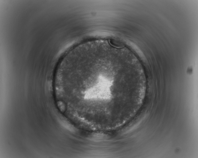 X0000100420399200807032106