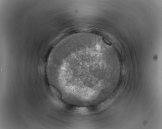 X0000100420409200807032106