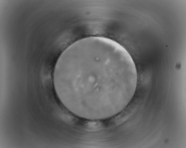 X0000100420415200807032106