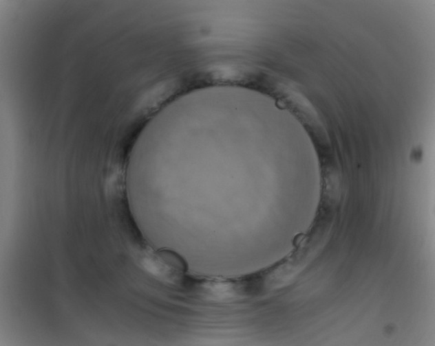 X0000100420419200807032106