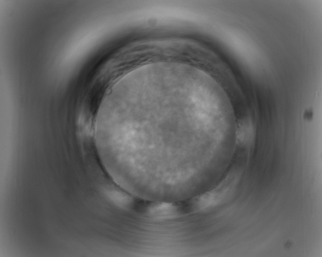 X0000100420431200807032106