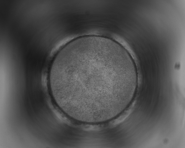 X0000100420434200807032105