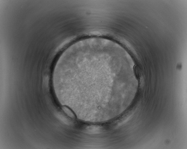 X0000100420444200807032105