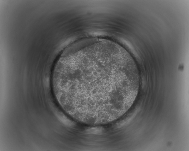 X0000100420447200807032105