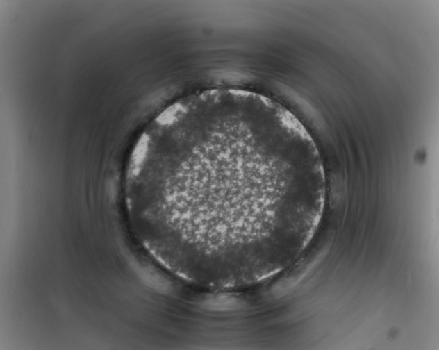 X0000100420451200807032105