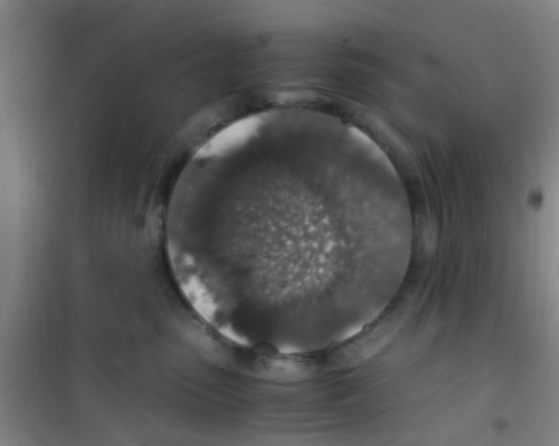 X0000100420475200807032106