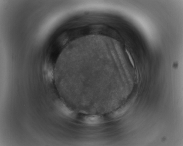 X0000100420479200807032106