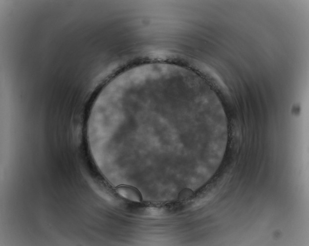 X0000100420496200807032104