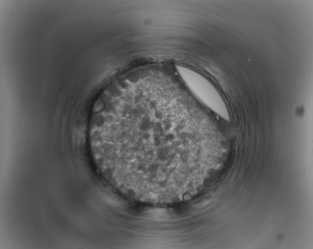 X0000100420499200807032104