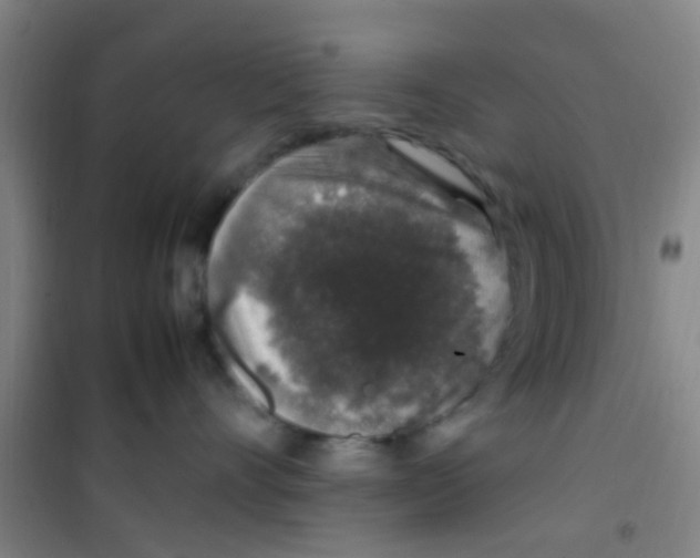 X0000100420528200807032104