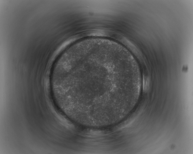 X0000100420531200807032103