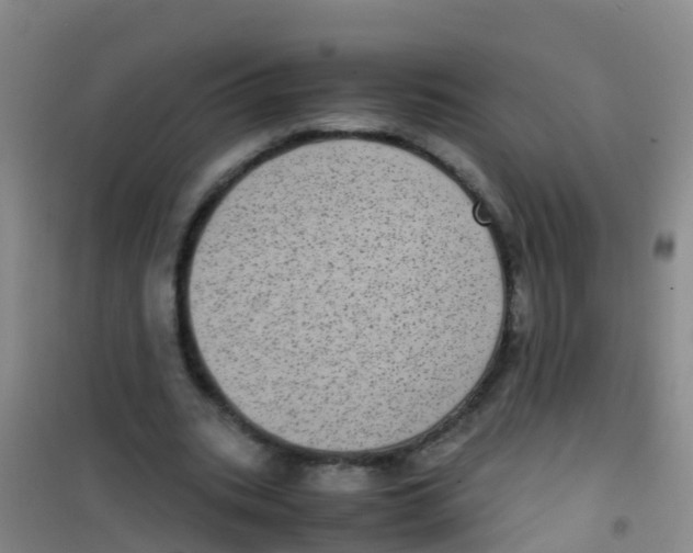 X0000100420535200807032103