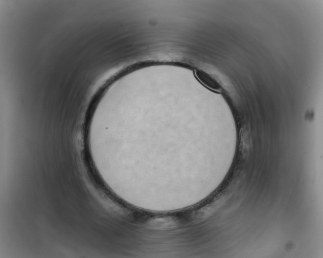 X0000100420536200807032103