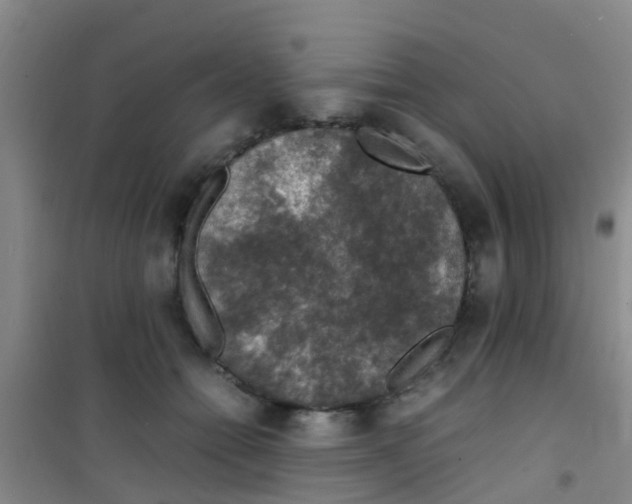 X0000100420558200807032103