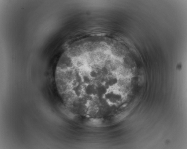 X0000100420573200807032104