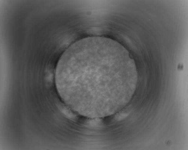 X0000100420576200807032104