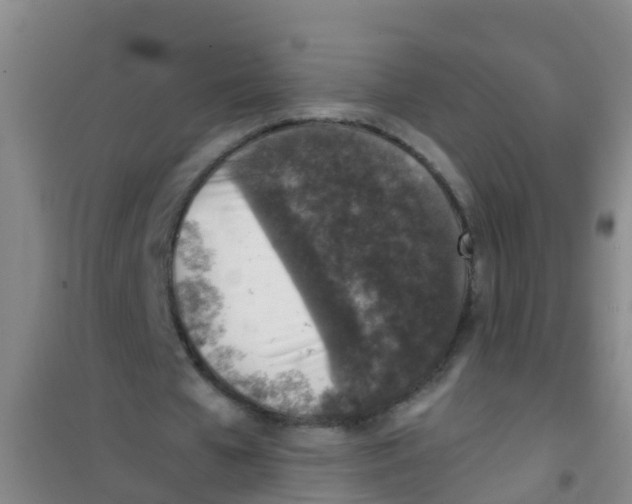 X0000100420577200807032103