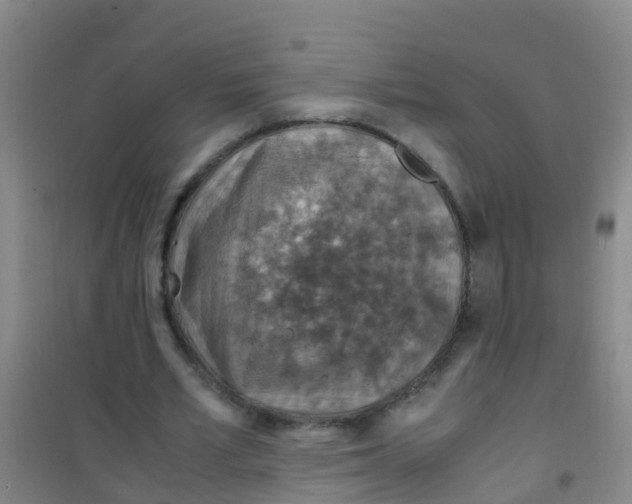 X0000100420581200807032103