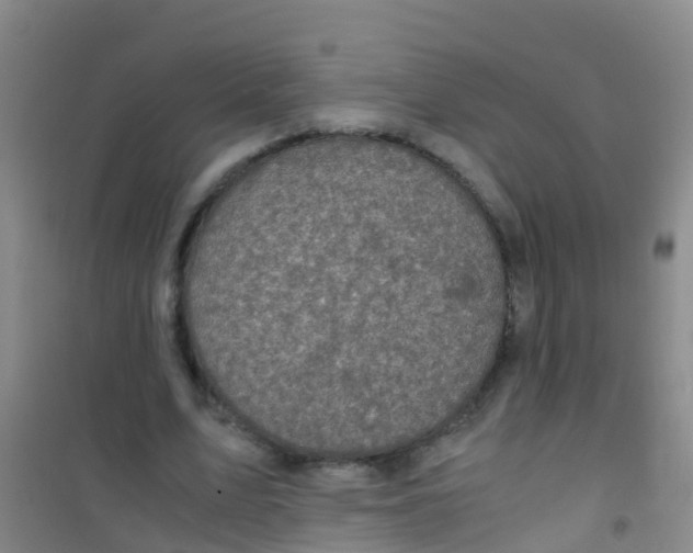 X0000100420583200807032103