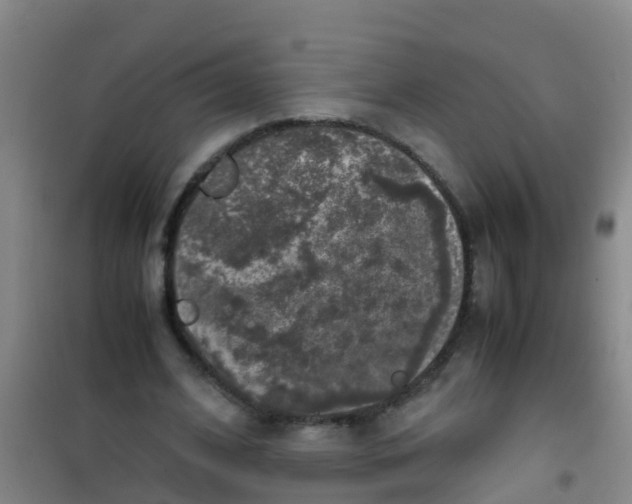 X0000100420584200807032103