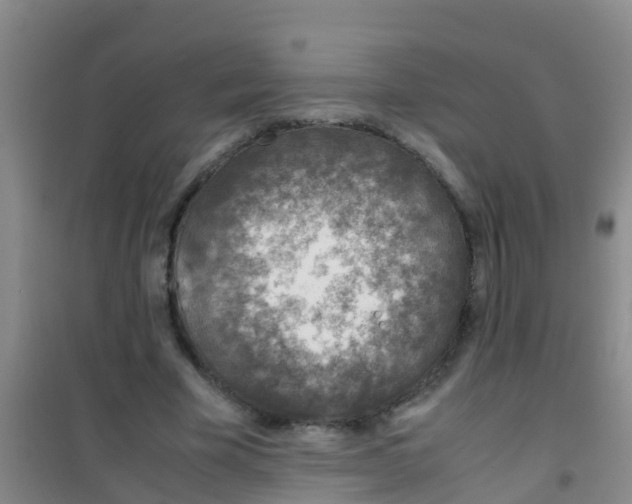 X0000100420585200807032103