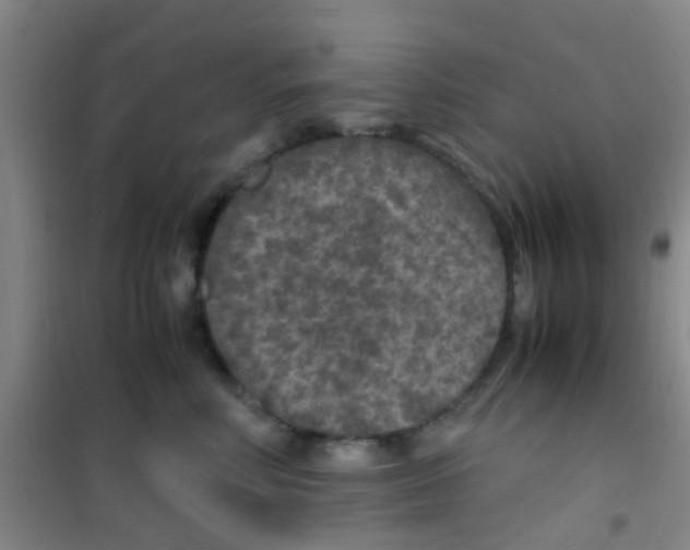 X0000100420618200807032102