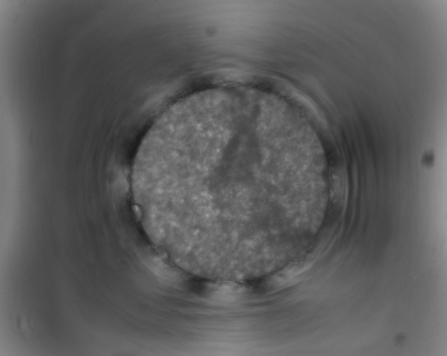 X0000100420621200807032102