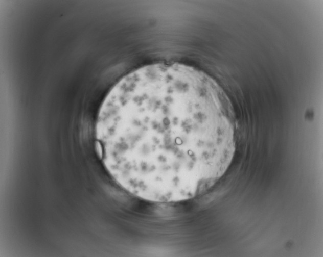 X0000100420623200807032102