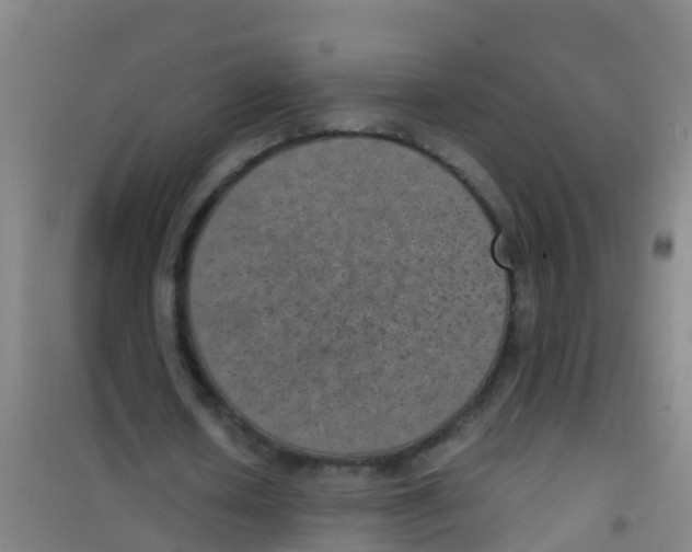 X0000100420626200807032102