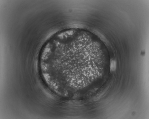 X0000100420627200807032102